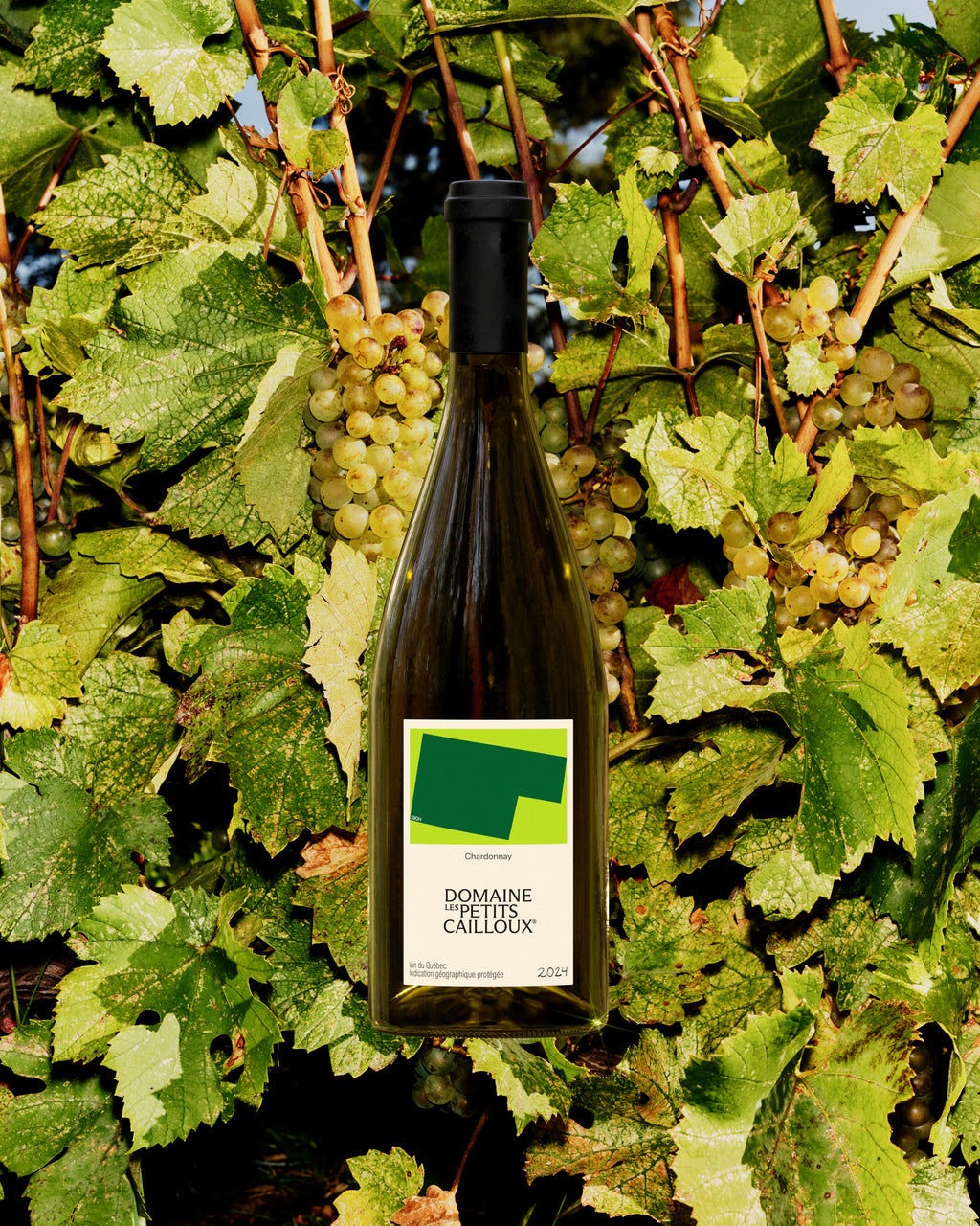 Chardonnay