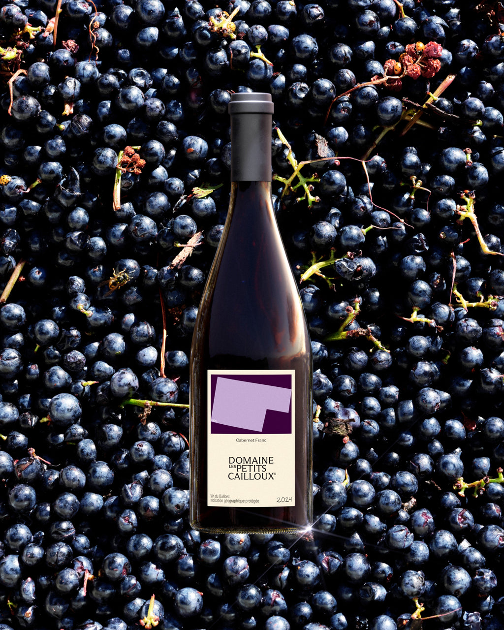 Cabernet Franc